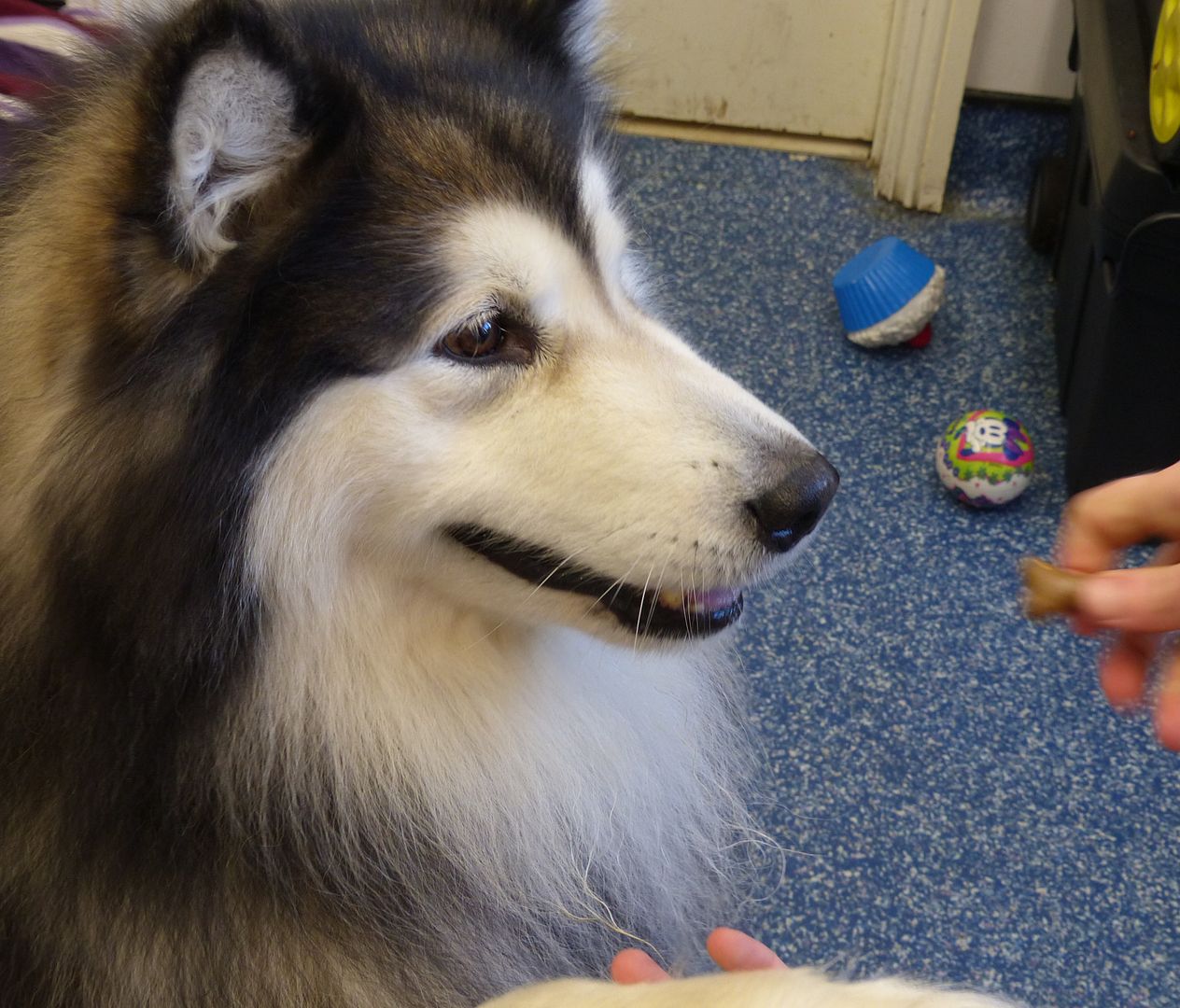 K19 White Fang, Handsome Malamute lad Friends of the Dogs (Wales)